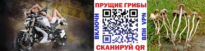 Псилоцибиновые грибы ЛСД  купить наркоту  mega tor  Тула 